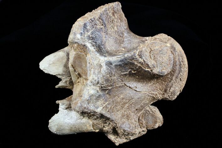 Mosasaur (Platecarpus) Dorsal Vertebra - Kansas #73698